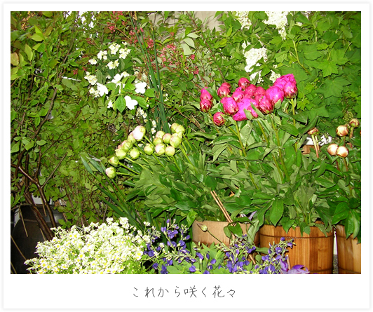 これから咲く花々