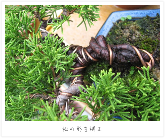 松の形を補正